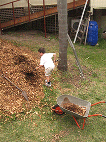 zach shovelling mulch
